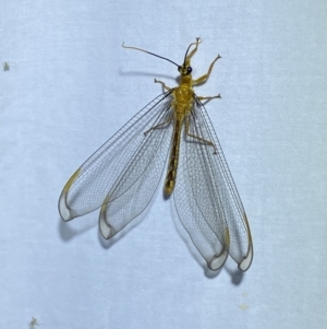 Nymphes myrmeleonoides at Jerrabomberra, NSW - suppressed