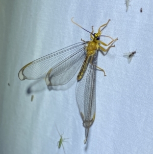 Nymphes myrmeleonoides at Jerrabomberra, NSW - suppressed