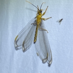 Nymphes myrmeleonoides at Jerrabomberra, NSW - 13 Jan 2023