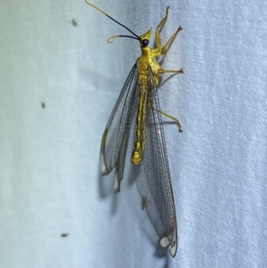 Nymphes myrmeleonoides at Jerrabomberra, NSW - suppressed