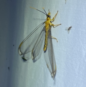 Nymphes myrmeleonoides at Jerrabomberra, NSW - suppressed