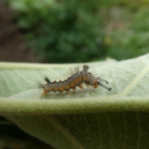 Orgyia anartoides at Charleys Forest, NSW - suppressed