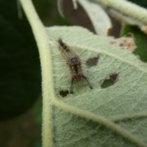 Orgyia anartoides at Charleys Forest, NSW - 15 Jan 2023