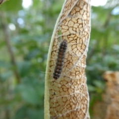 Orgyia anartoides at Charleys Forest, NSW - 15 Jan 2023