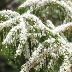 Agonis flexuosa at Cook, ACT - 10 Dec 2022