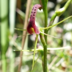 Cryptostylis leptochila (Small Tongue Orchid) at Jerrawangala, NSW - 9 Jan 2023 by RobG1