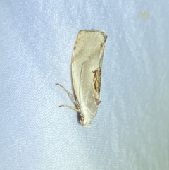 Tymbophora peltastis (A Xyloryctid moth (Xyloryctidae)) at Jerrabomberra, NSW - 13 Jan 2023 by Steve_Bok