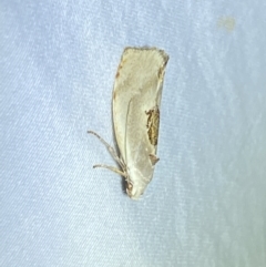 Tymbophora peltastis (A Xyloryctid moth (Xyloryctidae)) at Jerrabomberra, NSW - 14 Jan 2023 by SteveBorkowskis