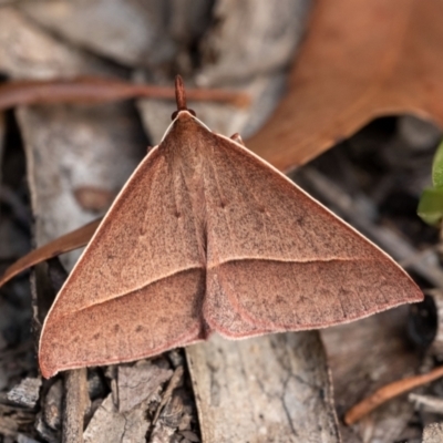 Epidesmia chilonaria (Golden-winged Epidesmia) at Penrose, NSW - 11 Jan 2023 by Aussiegall