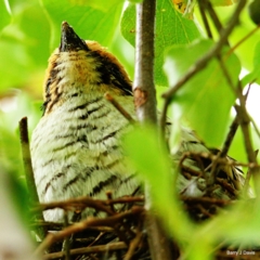 Eudynamys orientalis (Pacific Koel) at Throsby, ACT - 14 Jan 2023 by davobj