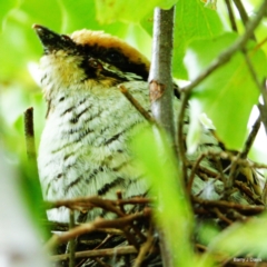 Eudynamys orientalis at Throsby, ACT - 14 Jan 2023