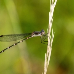 Austrolestes leda (Wandering Ringtail) at Penrose, NSW - 11 Jan 2023 by Aussiegall