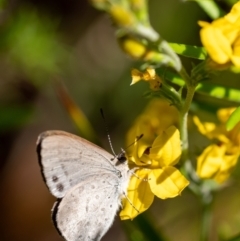 Erina hyacinthina (Varied Dusky-blue) at Penrose, NSW - 11 Jan 2023 by Aussiegall