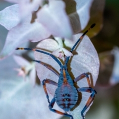 Amorbus sp. (genus) (Eucalyptus Tip bug) at Penrose, NSW - 11 Jan 2023 by Aussiegall