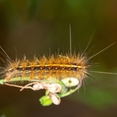 Ardices canescens (Dark-spotted Tiger Moth) at Penrose, NSW - 11 Jan 2023 by Aussiegall