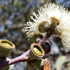 Eucalyptus saxatilis at suppressed - 14 Jan 2023