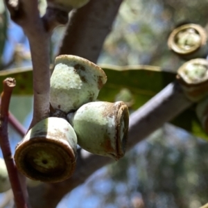 Eucalyptus saxatilis at suppressed - 14 Jan 2023