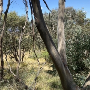 Eucalyptus saxatilis at suppressed - 14 Jan 2023