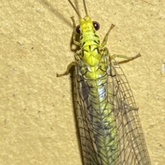 Italochrysa insignis (A Green Lacewing) at Jerrabomberra, NSW - 14 Jan 2023 by SteveBorkowskis