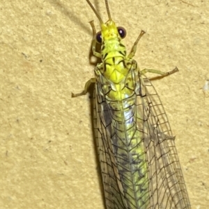 Italochrysa insignis at Jerrabomberra, NSW - 14 Jan 2023