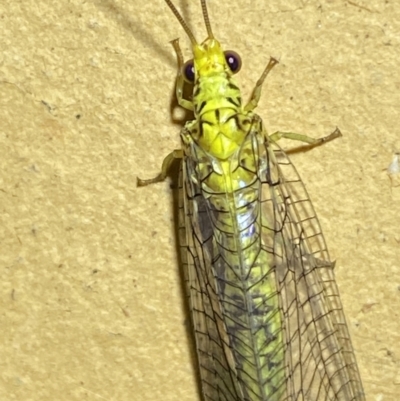 Italochrysa insignis (A Green Lacewing) at Jerrabomberra, NSW - 14 Jan 2023 by SteveBorkowskis