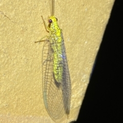 Italochrysa insignis at Jerrabomberra, NSW - 14 Jan 2023