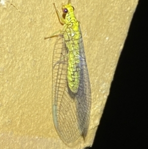 Italochrysa insignis at Jerrabomberra, NSW - 14 Jan 2023