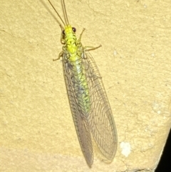 Italochrysa insignis at Jerrabomberra, NSW - 14 Jan 2023