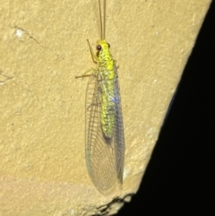 Italochrysa insignis at Jerrabomberra, NSW - 14 Jan 2023