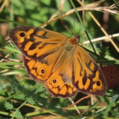 Heteronympha merope (Common Brown Butterfly) at Greenway, ACT - 14 Jan 2023 by MatthewFrawley