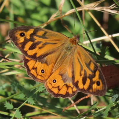 Heteronympha merope (Common Brown Butterfly) at Greenway, ACT - 14 Jan 2023 by MatthewFrawley