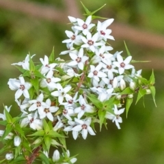 Epacris pulchella (Wallum Heath) at Penrose, NSW - 11 Jan 2023 by Aussiegall