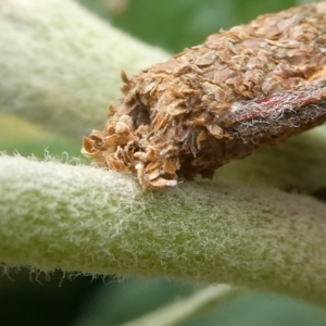 Trigonocyttara clandestina at Charleys Forest, NSW - 14 Jan 2023