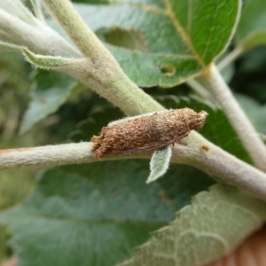 Trigonocyttara clandestina at Charleys Forest, NSW - 14 Jan 2023