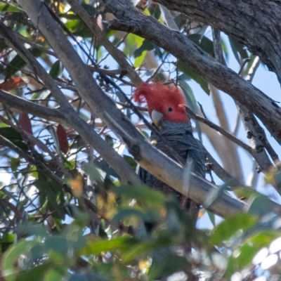 Callocephalon fimbriatum (Gang-gang Cockatoo) at Wingello, NSW - 9 Jan 2023 by Aussiegall