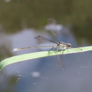 Austroargiolestes icteromelas at Greenway, ACT - 14 Jan 2023 08:36 AM