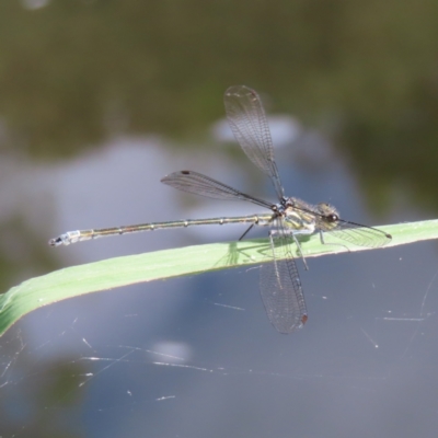 Austroargiolestes icteromelas (Common Flatwing) at Greenway, ACT - 14 Jan 2023 by MatthewFrawley