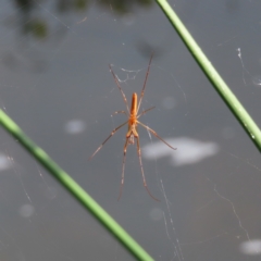 Tetragnatha sp. (genus) (Long-jawed spider) at Greenway, ACT - 14 Jan 2023 by MatthewFrawley