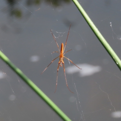 Tetragnatha sp. (genus) (Long-jawed spider) at Greenway, ACT - 14 Jan 2023 by MatthewFrawley