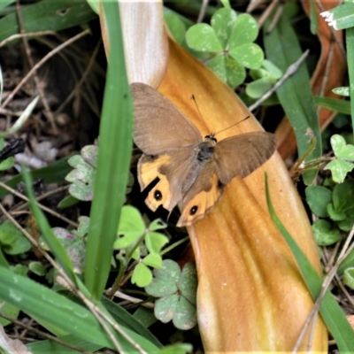 Hypocysta metirius (Brown Ringlet) at Jerrara, NSW - 14 Jan 2023 by plants