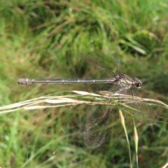 Austroargiolestes icteromelas (Common Flatwing) at Greenway, ACT - 14 Jan 2023 by MatthewFrawley