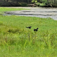 Porphyrio melanotus (Australasian Swamphen) at Jerrara, NSW - 14 Jan 2023 by plants