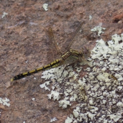 Orthetrum caledonicum (Blue Skimmer) at Greenway, ACT - 13 Jan 2023 by MatthewFrawley