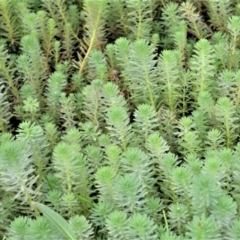 Myriophyllum aquaticum (Parrots Feather) at Jerrara, NSW - 14 Jan 2023 by plants