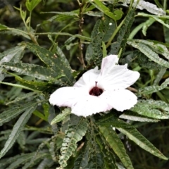 Hibiscus heterophyllus (Wild Rosella) at Jerrara, NSW - 14 Jan 2023 by plants