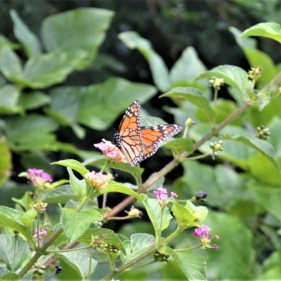 Danaus plexippus (Monarch) at Jerrara, NSW - 14 Jan 2023 by plants