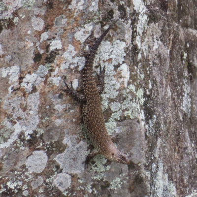 Egernia cunninghami (Cunningham's Skink) at Greenway, ACT - 13 Jan 2023 by MatthewFrawley