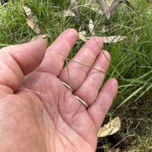 Microlaena stipoides at Aranda, ACT - 14 Jan 2023