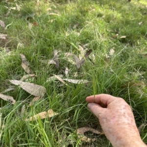 Microlaena stipoides at Aranda, ACT - 14 Jan 2023