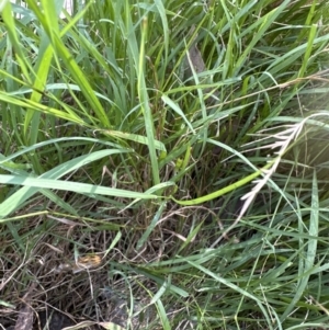 Microlaena stipoides at Molonglo Valley, ACT - 14 Jan 2023